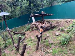 -大连森林动物园