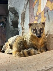 -Zoolung Zoolung动物主题公园(海信广场店)