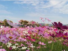 -径山花海