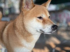 -柴犬高等学院·狗咖·柴犬售卖·宠物训练