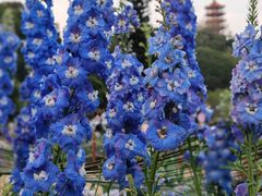 -深圳市中科院仙湖植物园