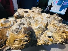 -天津自然博物馆