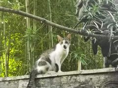 -秋霞圃