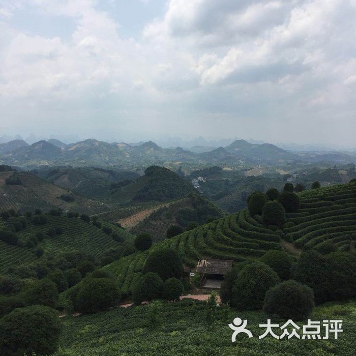 阳朔茶观园景区图片