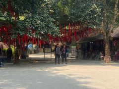 -西双版纳原始森林公园