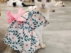 -楼上猫咖(罗湖店)