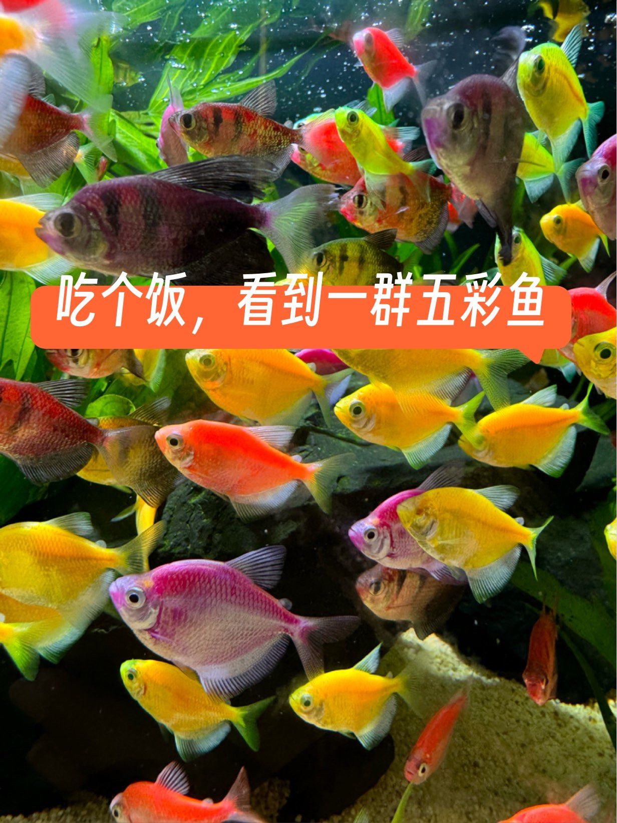 吃个饭,看到一群五彩鱼