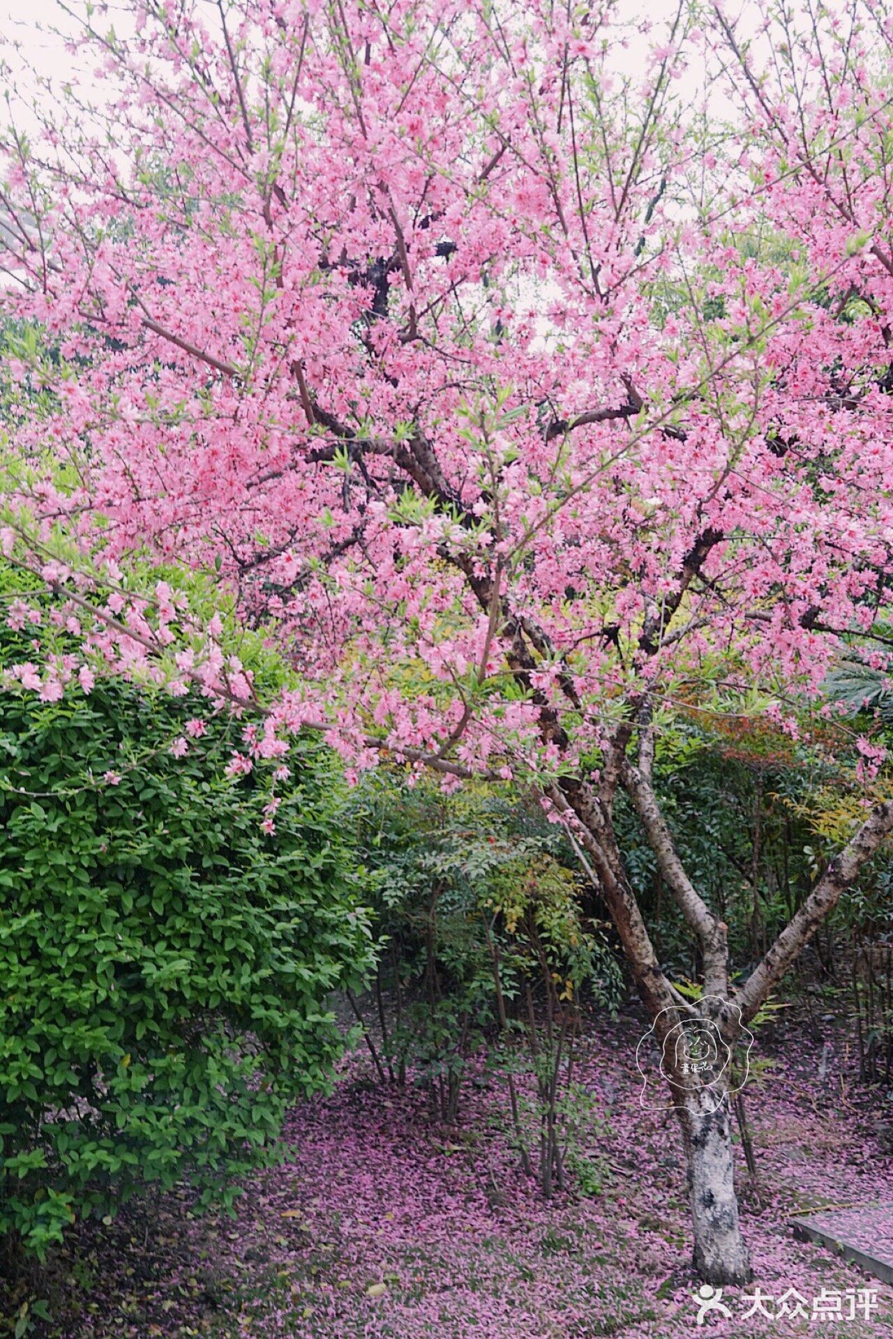 在西湖文化广场邂逅一抹粉红菊花桃，桃花依旧笑春风😄