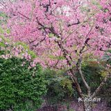 在西湖文化广场邂逅一抹粉红菊花桃，桃花依旧笑春风😄