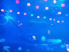 -烟台海昌鲸鲨海洋公园