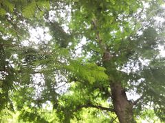 -白水寺森林公园