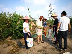 -樂桃源奉贤黄桃种植采摘基地