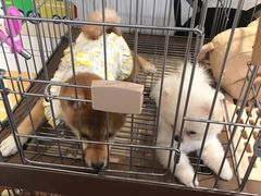 -柴犬高等学院·狗咖·柴犬售卖·宠物训练