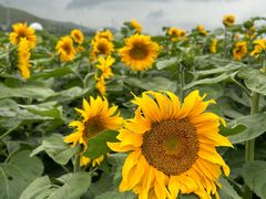 -正蓝旗草原特蒙餐