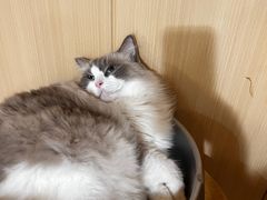 -MOCHA明星猫咖(田子坊店)
