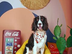 -超宠爱宠物摄影-Super pet