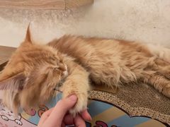-猫腻·猫咖·撸猫馆(星光大道店)