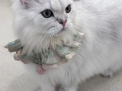 -共舞时光猫咖·狗咖(新街口店)