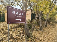 -千年银杏谷文化旅游区