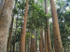 -中国科学院西双版纳热带植物园