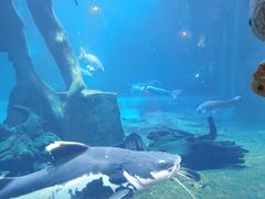 -华夏文旅海洋公园