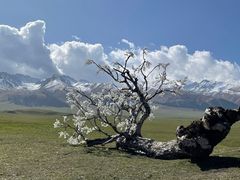 -新疆那拉提国家旅游度假区