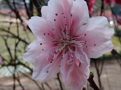 -南国桃园旅游度假区