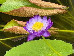 -国家植物园南园