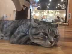 -袖虎·猫馆(体育西路店)