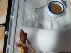 -酷以爬仙阁实体爬宠店·守宫·蜥蜴·专业繁育