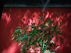 -国家植物园