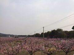 -桃花岛景观公园