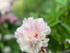 -广西壮族自治区药用植物园
