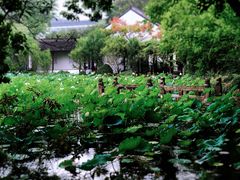 -上海醉白池公园