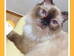 -1013 PET SHOP精品宠物商店(丁香店)