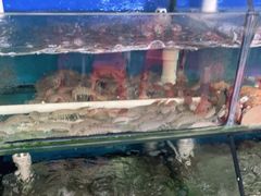 -阿弟特色海鲜餐厅·大排档(平潭店)