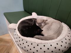 -遇见羊驼·奶狗咖·布偶猫咖·法斗柯基柴犬阿拉斯加(春熙路太古里IFS店)