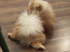 -柯斗斗主题餐厅·狗咖·围炉煮茶·茶饮(国瑞升平里店)