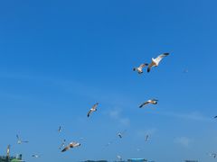 -海驴岛(荣成市)