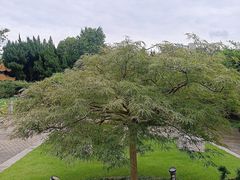 -嘉定紫藤园