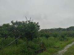 -塘栖枇杷特色园区