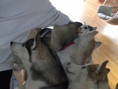 -Husky Go! 哈士奇体验馆·宠物咖啡厅狗咖