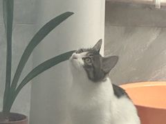 -宠爱国际动物医院·消化内科·心肾内科·ISFM猫友好(望京店)