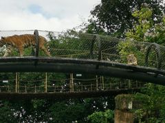 -深圳野生动物园