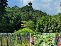 -深圳市中科院仙湖植物园
