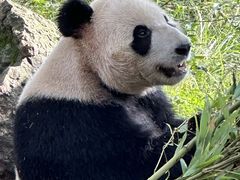 -都江堰中华大熊猫苑