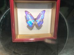 -上海大自然野生昆虫馆(东方明珠·爬宠昆虫探索中心)