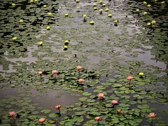 -东莞植物园