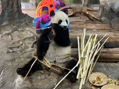 -海南热带野生动植物园