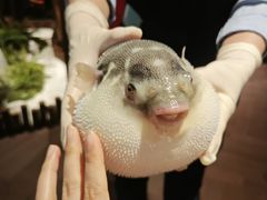 -肆月河豚·淮扬菜·湘菜(华天店)